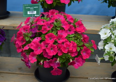 Ook uit het petunia-schap, de Capella Neon Pink.